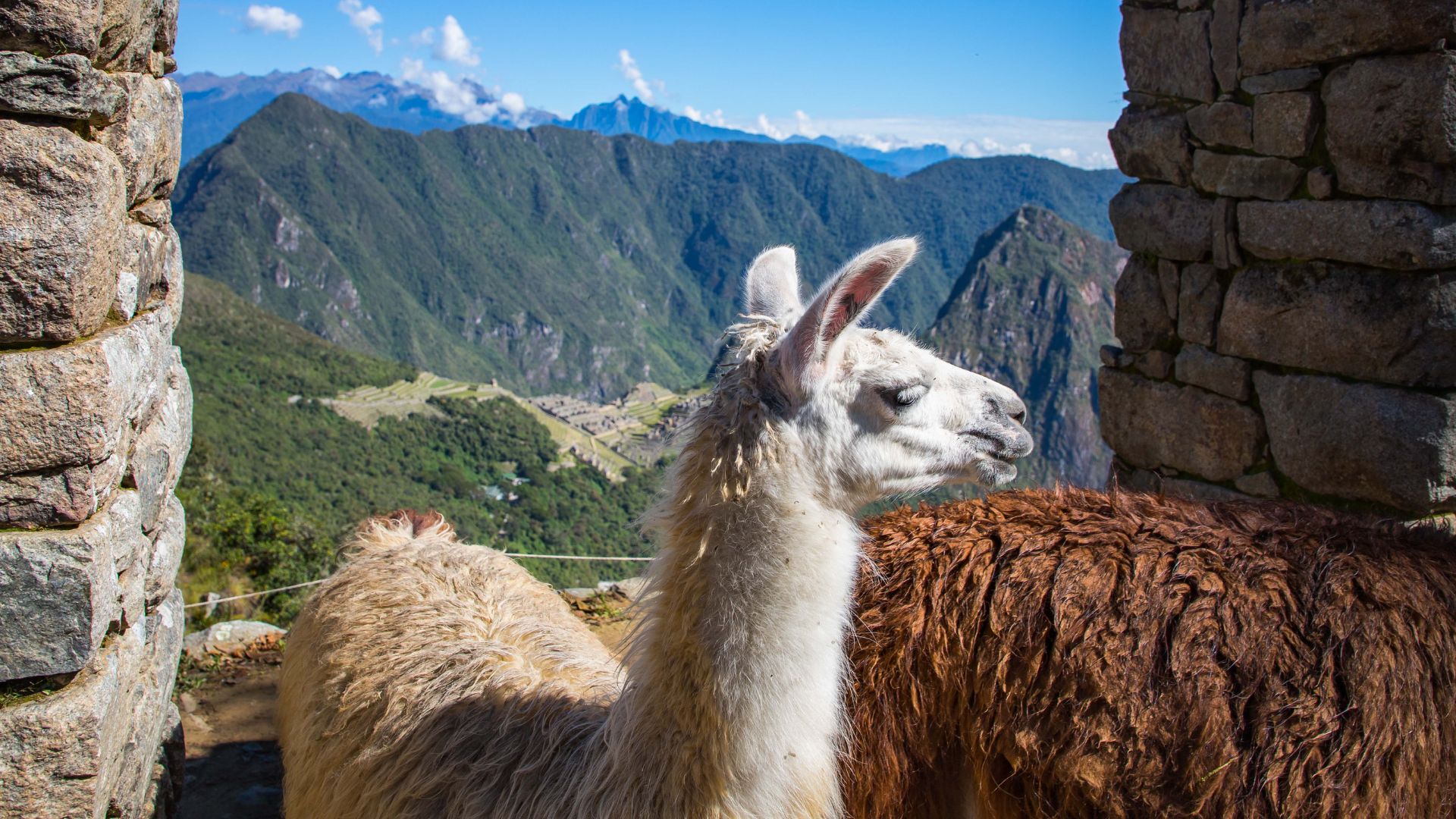 Llamas at Machu Picchu | Ultimate Trekking