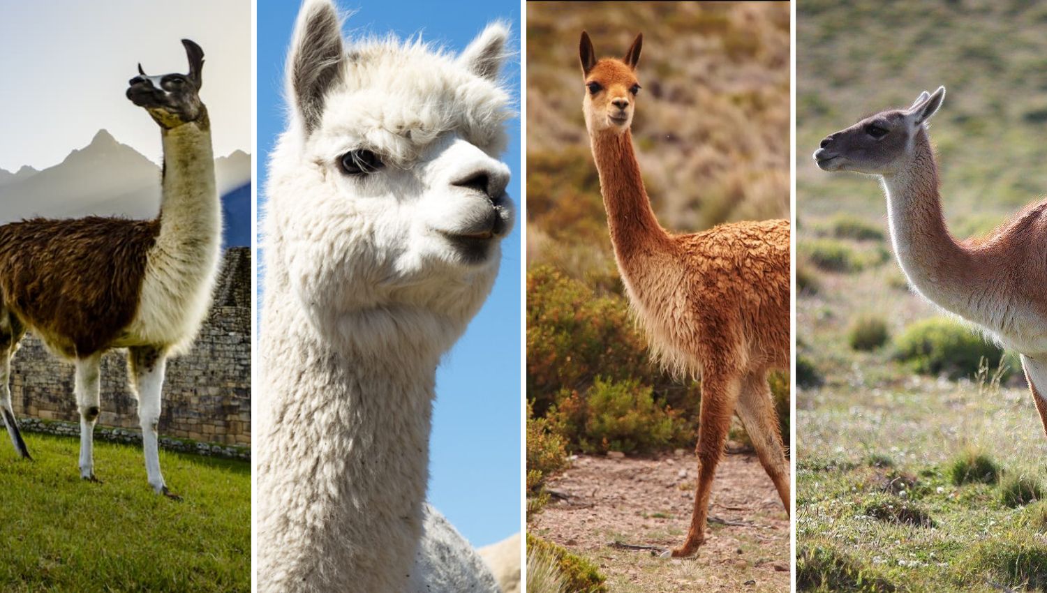 Difference between llamas, alpacas, vicuñas and guanacos