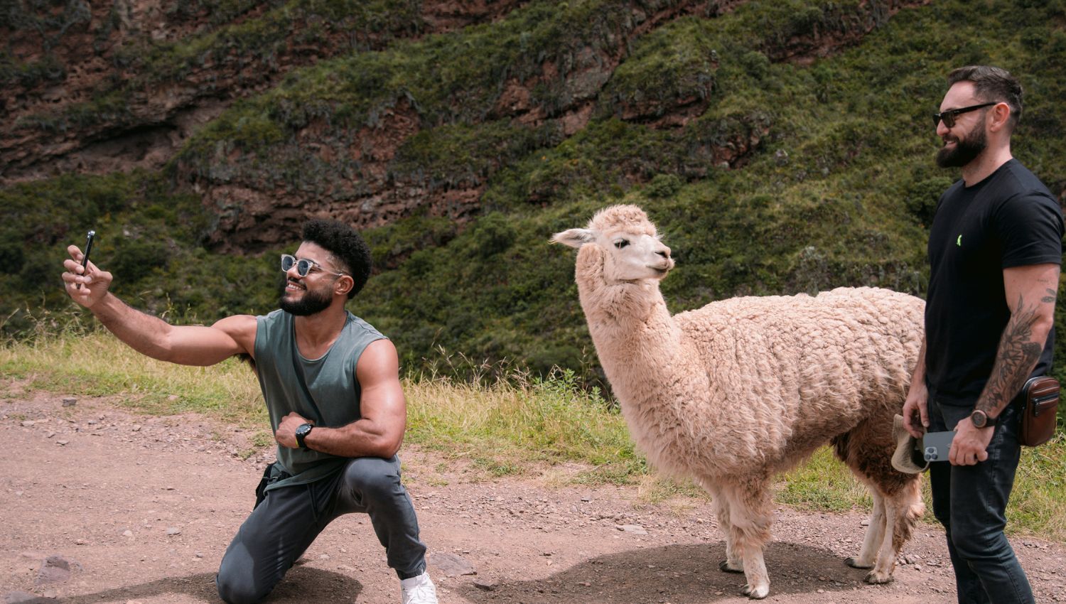 Llamas with tourists taking a selfie