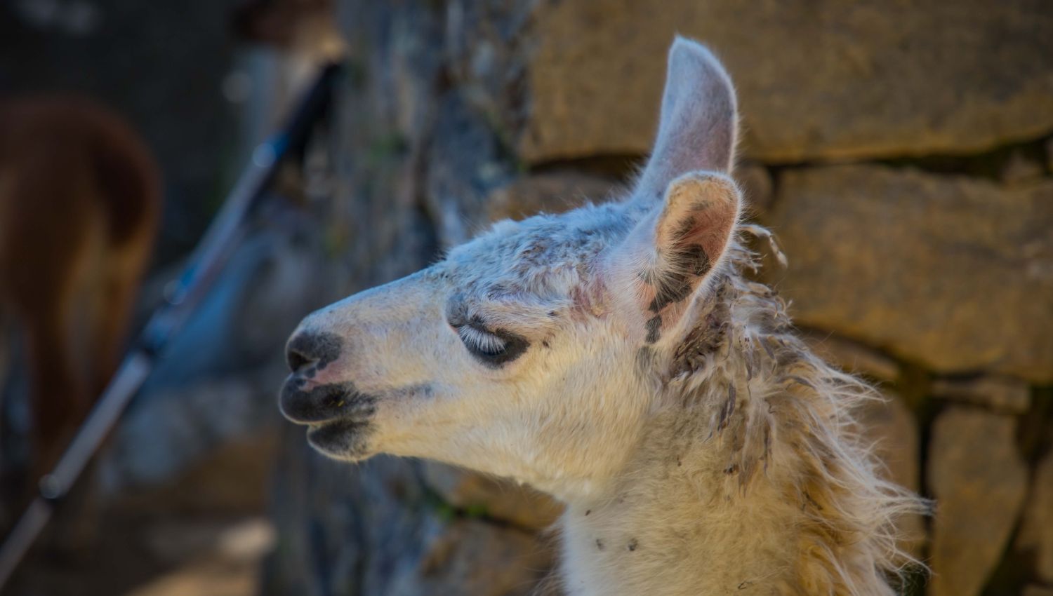 The head of a llama at the entrance of Machu Picchu